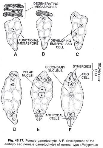 Female gametophyte