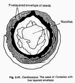 Cardiocarpus. The seed of Cordaites with five layered envelope