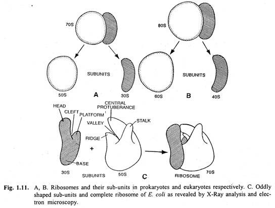 A.B. Ribosomes, C. Oddly shaped