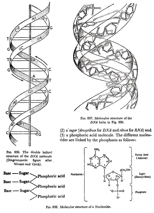 Molecular structure of a Nucleotide