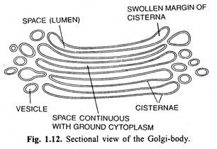 Sectional view of the Golgi-body