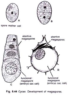 Cycas Development of Megaspores