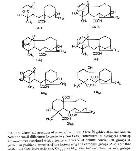 Chemical structures of some gibberellins