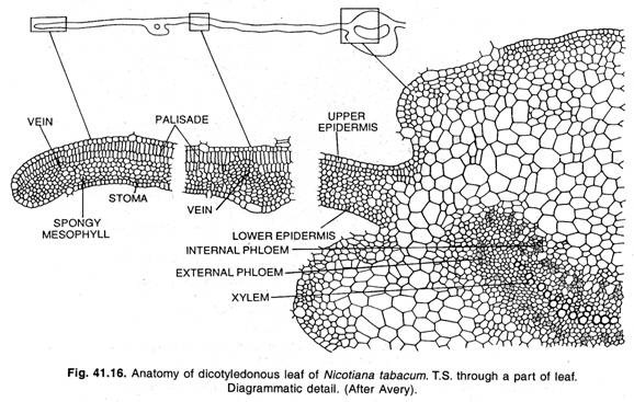 Anatomy of dicotyledonous leaf of Nicotiana tabacum