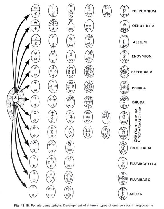 Female gametophyte