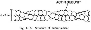 Structure of microfilament