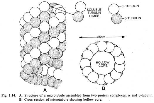 A. Structure of a microtubule and B. Cross section of microtubules