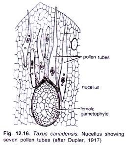 Taxus Canadensis. Nucellus Showing Seven Pollen Tubes