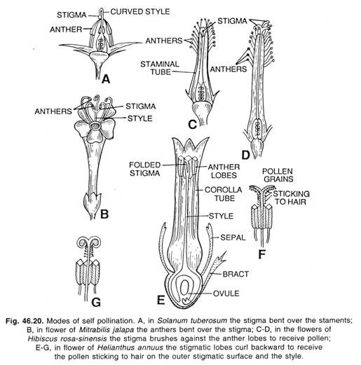 Modes of self pollination