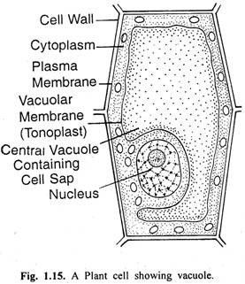 Plant cell showing vacuole