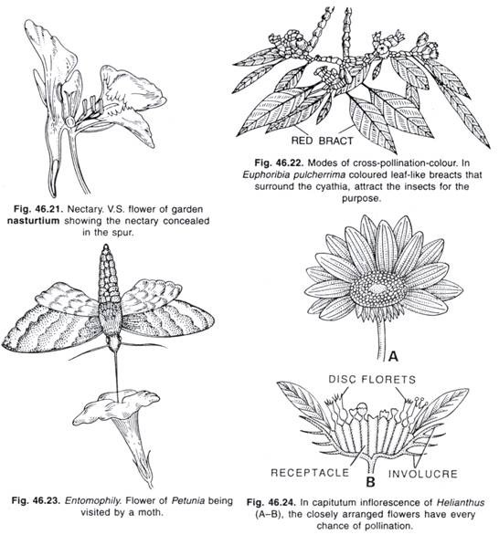 Nectary, Modes of cross-pollination-colour, Entomophily and In capitutum inflorescence of Helianthus