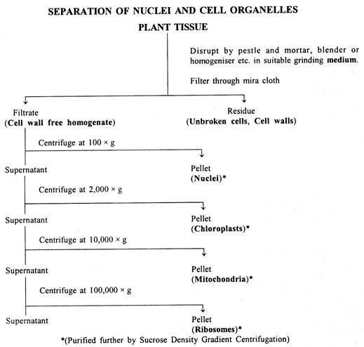 Separation of Nuclei and Cell Organelles