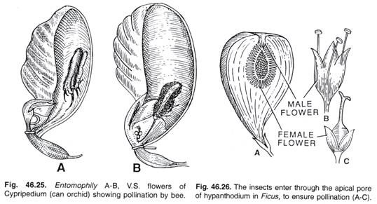 Entomophily and The insects enter through the apical pore of hypanthodium in Ficus