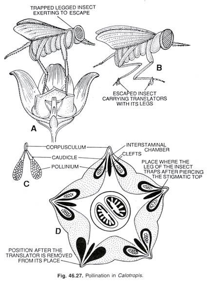 Pollination in Calotropis