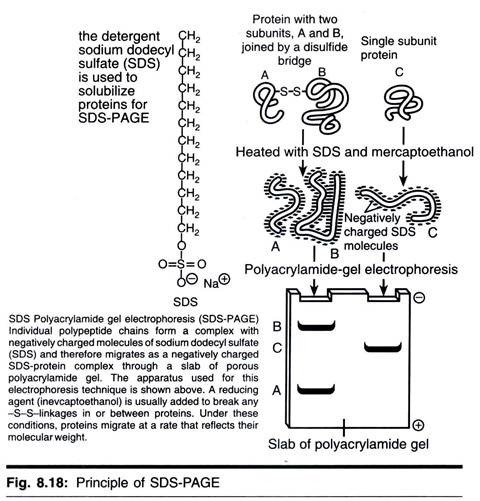 Polarity in Plants