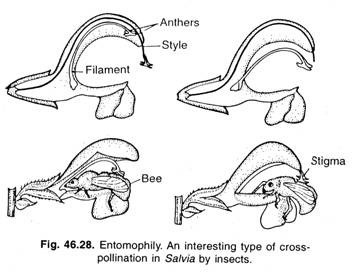 Entomophily