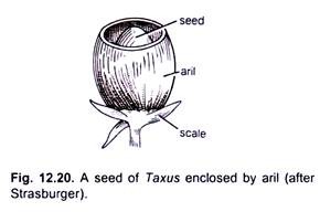 Seed of Taxus Enclosed by Aril