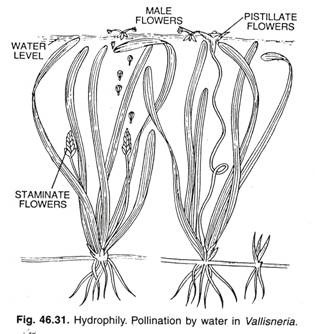 Hydrophily