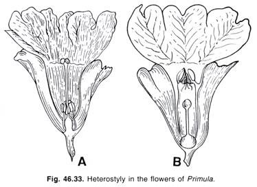 Heterostyly in the flowers of Primula