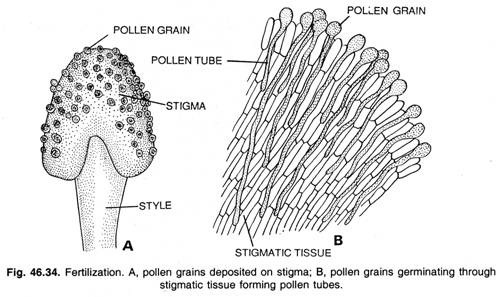 Fertilization