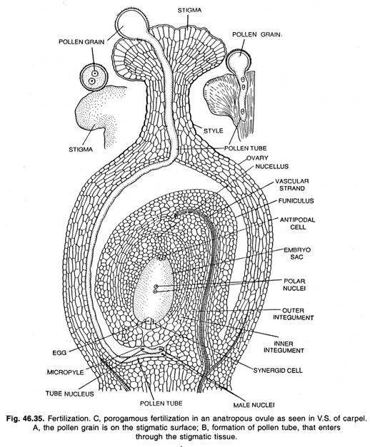 Fertilization