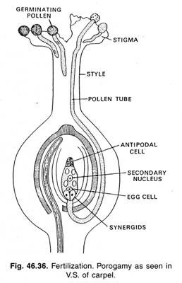 Fertilization