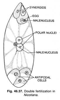 Double fertilization in Nicotiana