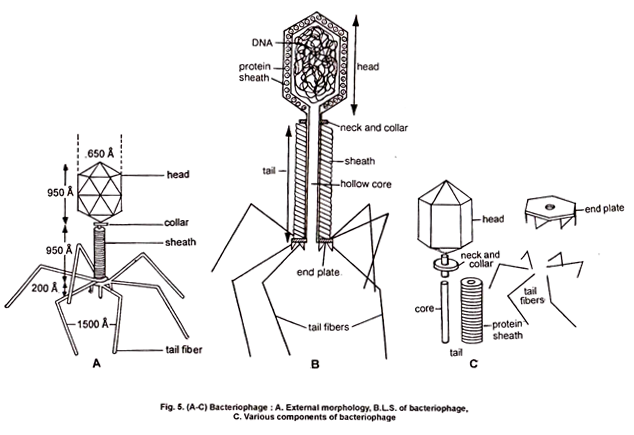 Bacteriophage