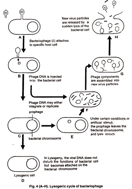 Lysogenic Cycle of Bacteriophage