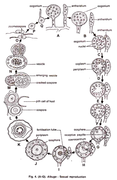 Albugo: Sexual reproduction