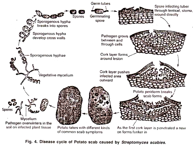 Disease Cycle of Potato Scab