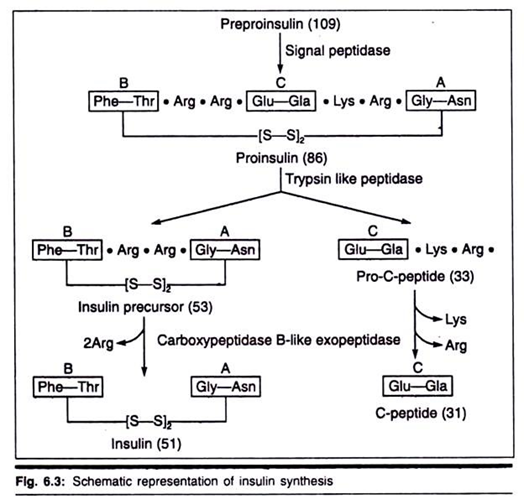 Insulin Synthesis