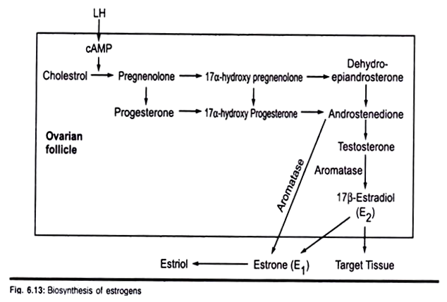 Biosynthesis of Estrogens