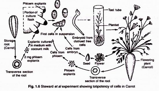 Diagram Showing Recurrence of Wheat Rusts in Plains of India