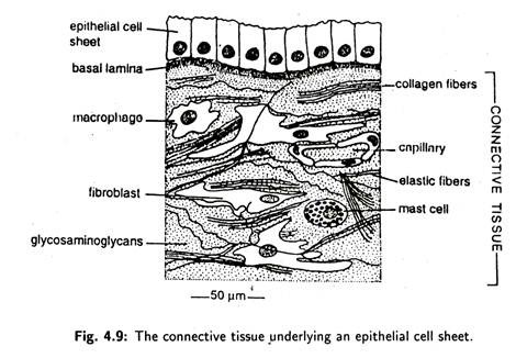 Connective Tissue Underlying an Epithelial Cell Sheet