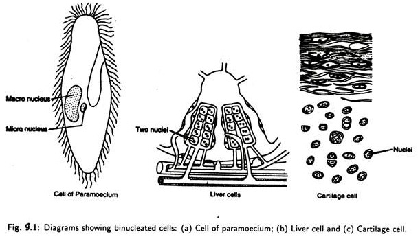 Binucleated Cells