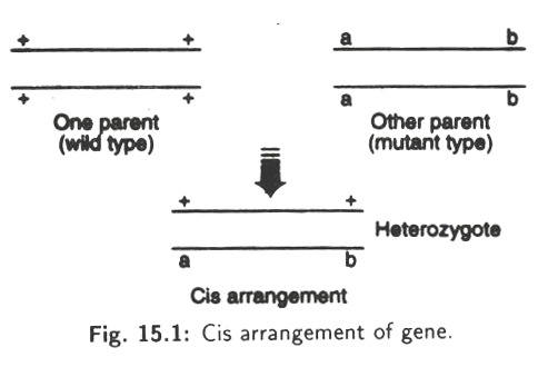 Cis Arrangment of Gene