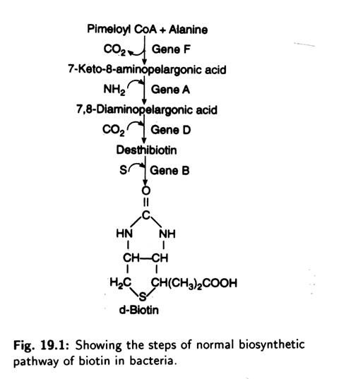 Steps of Normal Biosynthetic Pathway