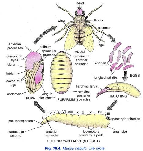 Musca nebulo. Life cycle