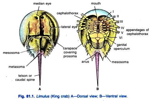 Limulus (king crab) A-Dorsal view; B-Ventral view