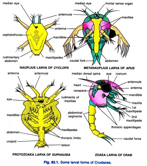 Some larval forms of Crustacea