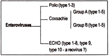 Enterviruses