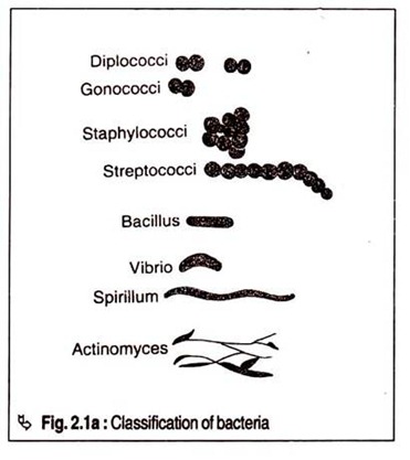 Classification of Bacteria