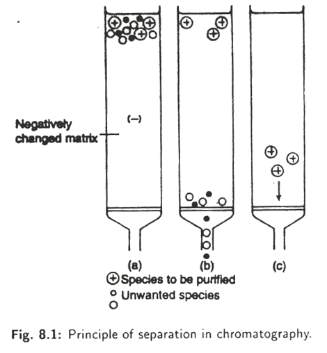 Principle of Separation in Chromatography