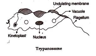 Trypanosome