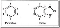 Pyrimidine and Purine