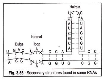 Seconadary structure found in some RNAs