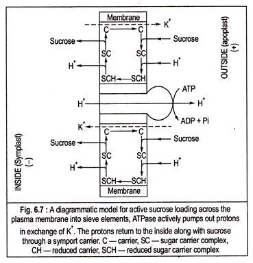 Active Sucrose