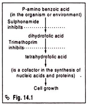 Conversion of Dihydrofolic Acid into Tetrahydrofolic Acid 