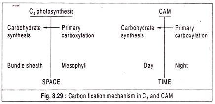 Carbon Fixation Mechanism in C4 and CAM